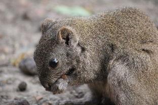 小松鼠明星,森林里的璀璨之星