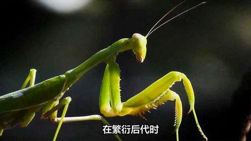 螳螂产卵视频,自然界的惊人繁殖奇观