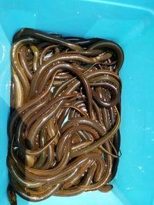 放黄鳝笼视频,传统捕捞技艺的传承与演变