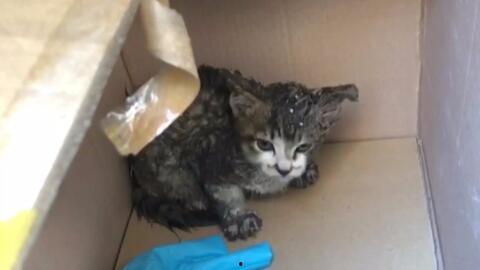 日本路边的狸猫,探寻日本路边的狸猫传奇