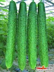 5.1吃瓜网官网,揭秘娱乐圈最新热点，带你畅游八卦海洋