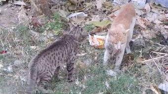 娱乐吃瓜小野猫