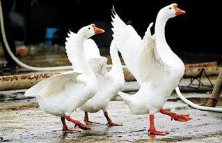 娱乐吃瓜酱大鹅,揭秘娱乐圈那些不为人知的幕后故事