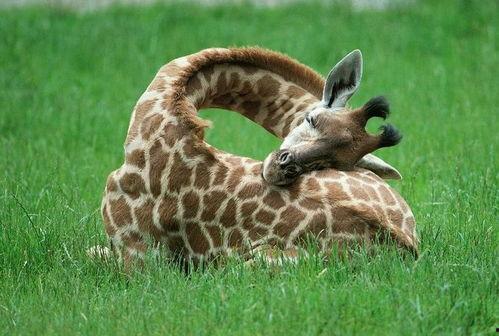 娱乐吃瓜君长颈鹿