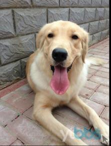 金毛和姐姐娱乐吃瓜酱,娱乐吃瓜酱的趣味日常