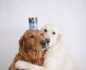 金毛和姐姐娱乐吃瓜酱,娱乐吃瓜酱的趣味日常