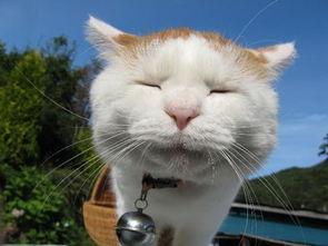 娱乐吃瓜酱猫兔子